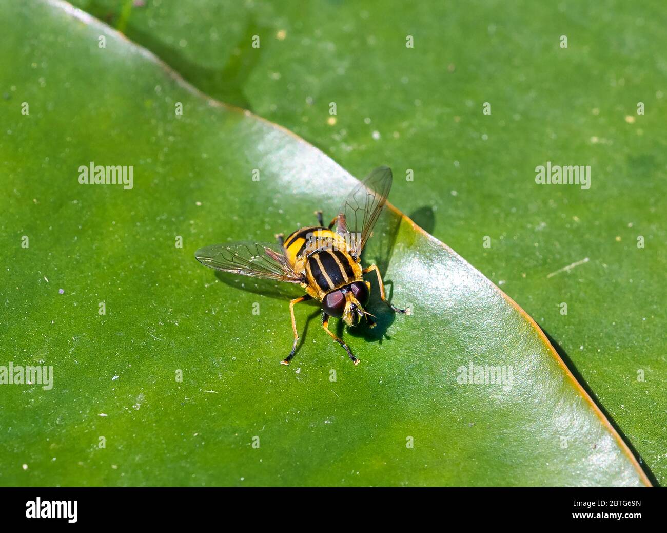 Close up of a hoverfly or also called syrphid fly or flower fly resting on the leaf of a water lily by a pond in a garden in Southern England, UK Stock Photo