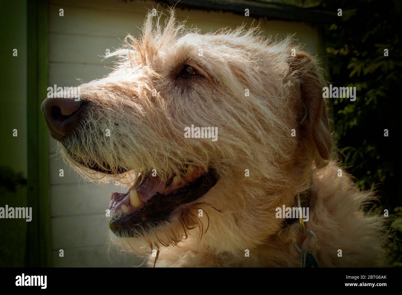 friendly doggy portrait Stock Photo