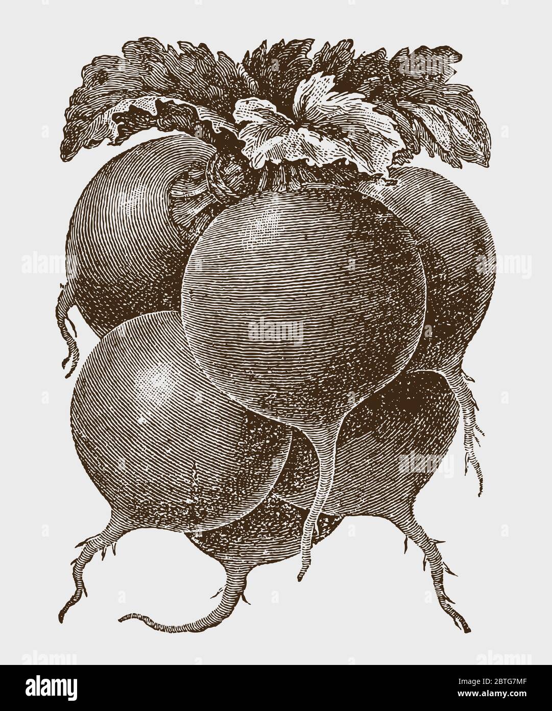 Group or bunch of red radishes, after a historical engraving from the early 20th century Stock Vector