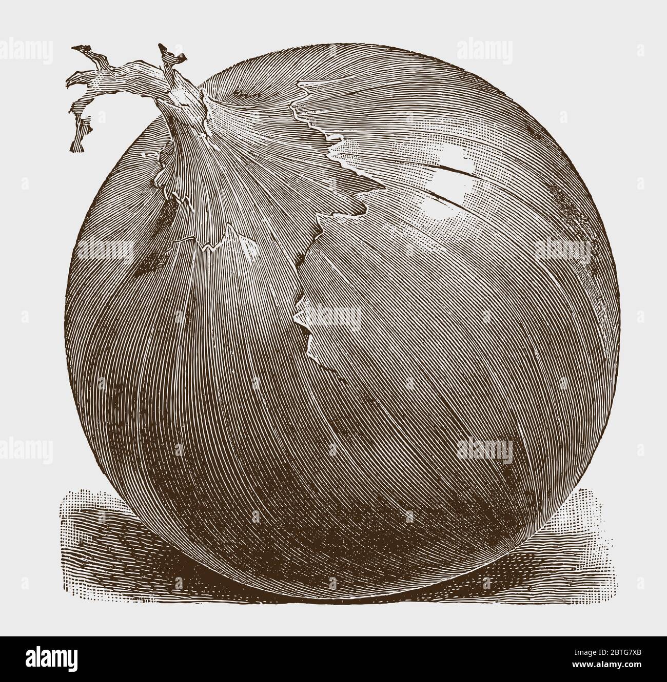 Round onion in three-quarter perspective, lying slightly tilted to the side, after a historical engraving from the early 20th century Stock Vector