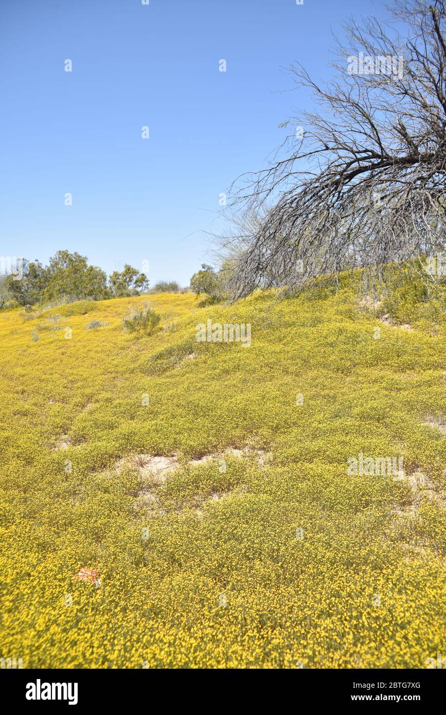 Globe Chamomile in full bloom.  An invasive plant West of Metro- Phoenix, AZ.  Pretty in bloom but a brown tinder-dry fire hazard during hot Arizona s Stock Photo