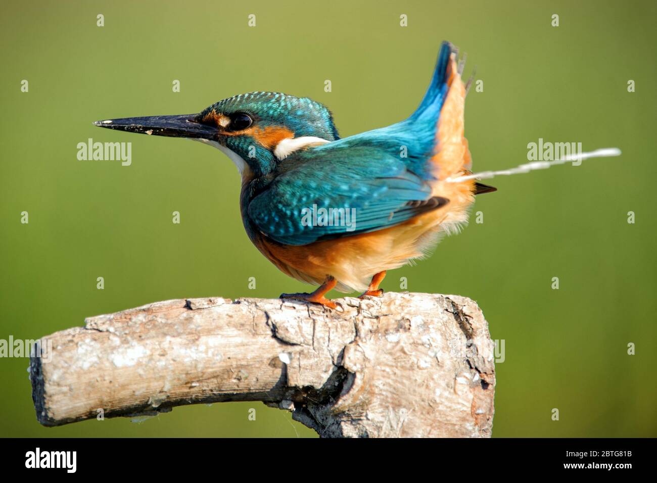 Common Kingfisher (Alcedo atthis) sitting on stick and defecate. Close up. Stock Photo