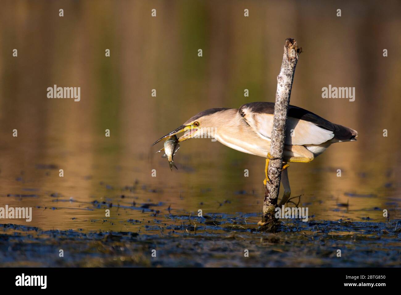 Little bittern holds on to a stick with a big fish in its beak, Ixobrychus minutus. Stock Photo