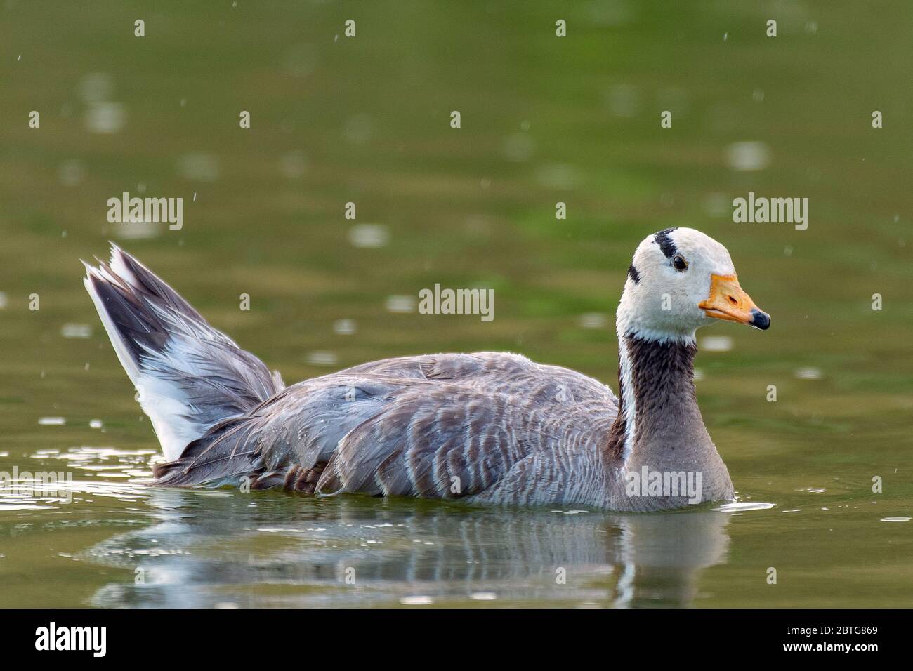 Bar-headed goose, Anser indicus, single bird swims on the lake. Stock Photo