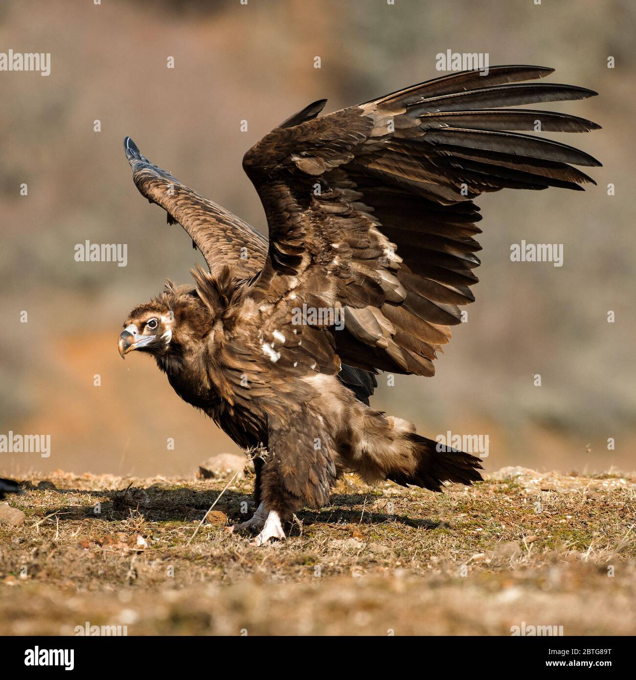 Cinereous vulture with open wings Stock Photo Alamy