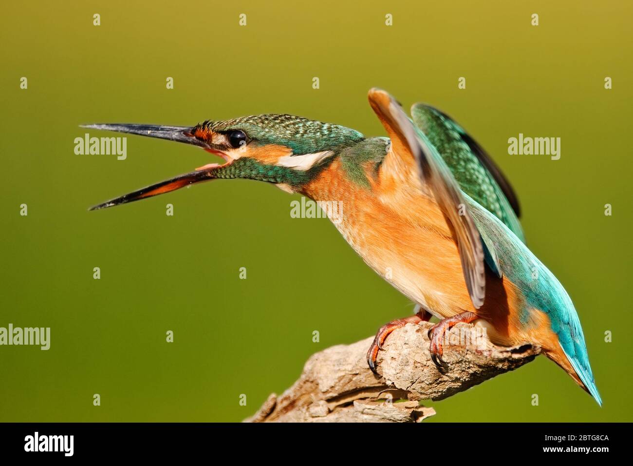 Common Kingfisher (Alcedo atthis) sits on a stick with outstretched wings, and an open beak, on a beautiful background. Stock Photo