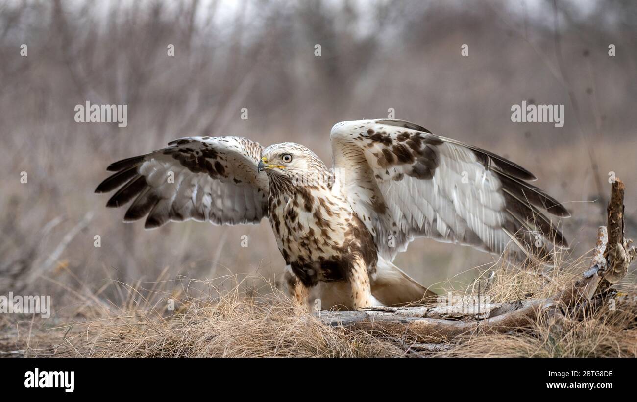 Roughlegged Buzzard, Buteo lagopus, stands on the ground with open