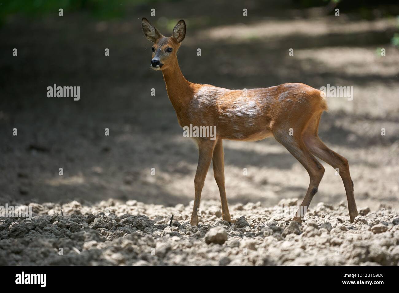 Portrait of a young roe deer in the forest Stock Photo - Alamy