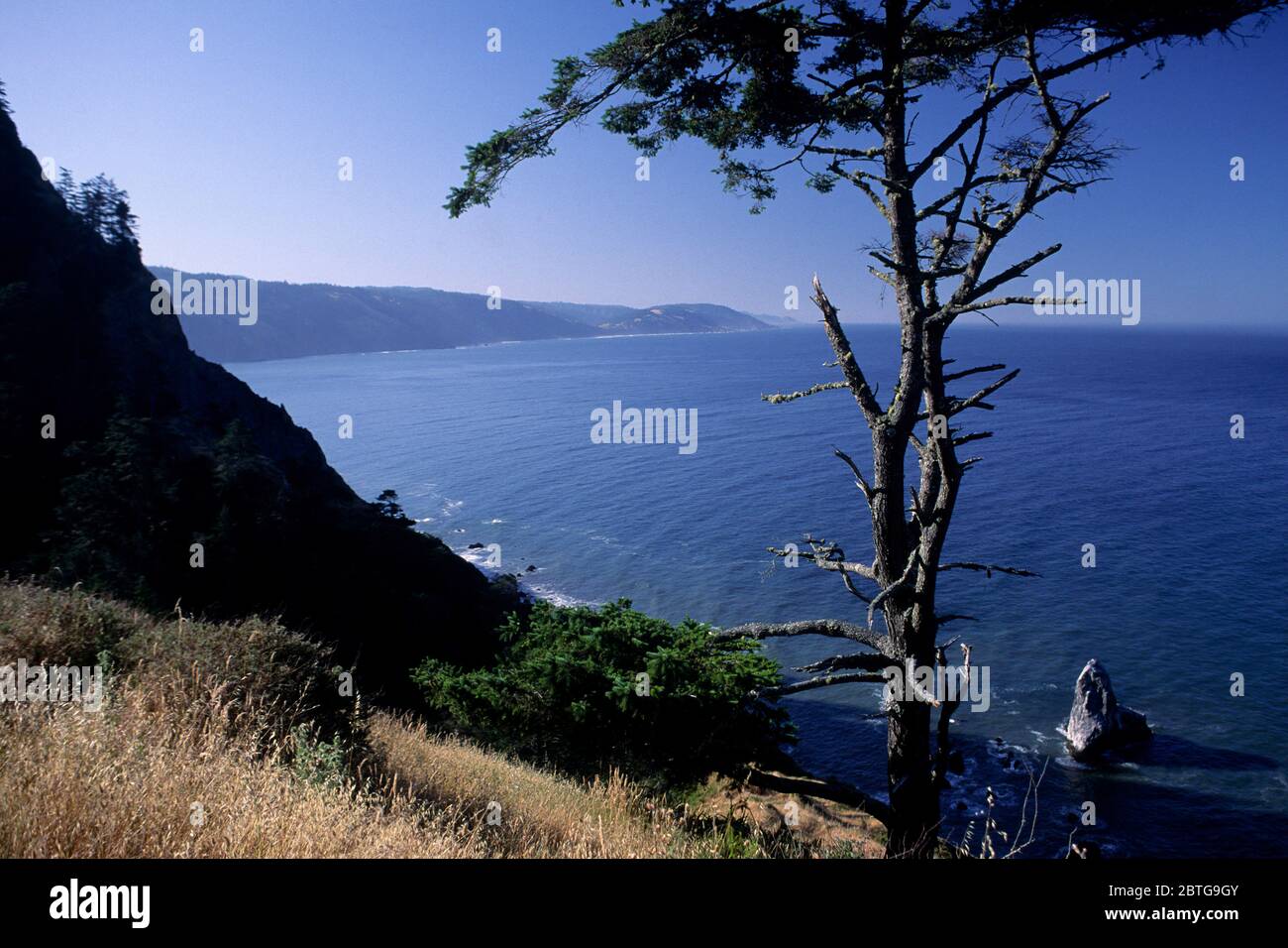 Douglas fir coastal view near Big White Rock, Sinkyone Wilderness State Park, California Stock Photo