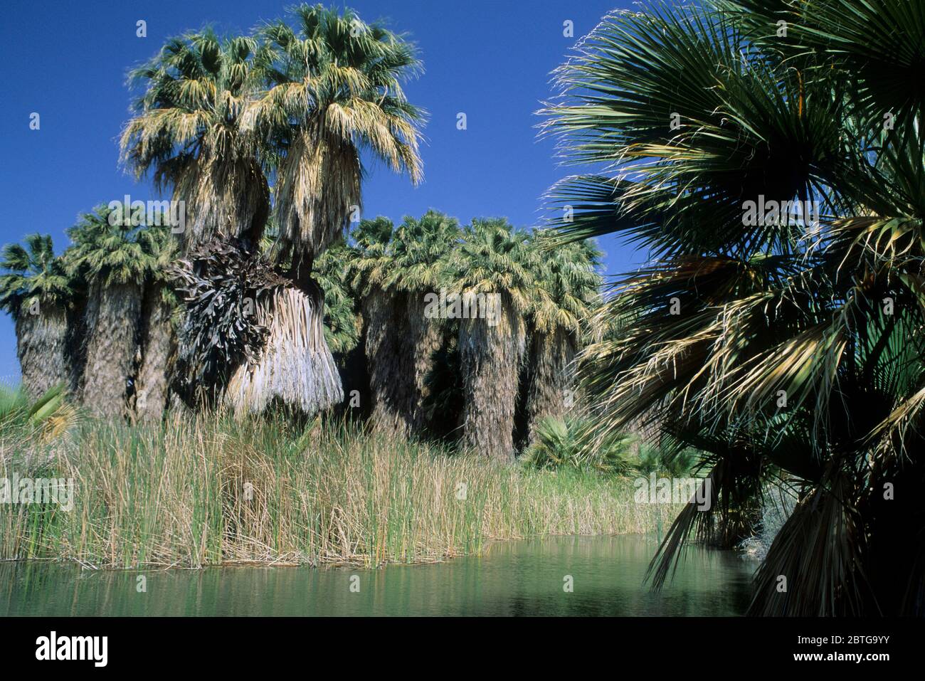Thousand Palms Oasis, Coachella Valley Preserve, California Stock Photo