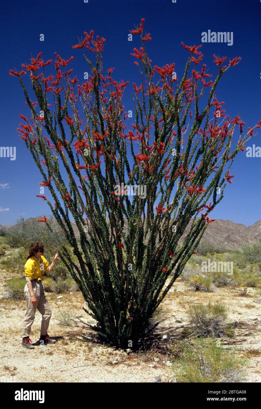 Ocotillo, Joshua Tree National Park, California Stock Photo Alamy