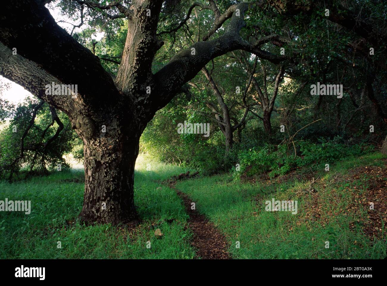 Oak, Ronald W. Caspers Wilderness Park, California Stock Photo