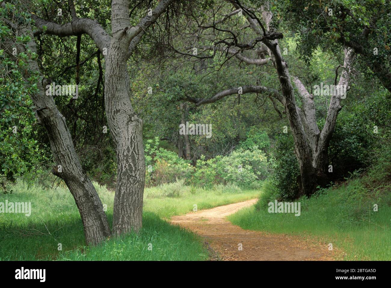 Oak, Towsley Canyon Park, Santa Clarita Woodlands, California Stock Photo