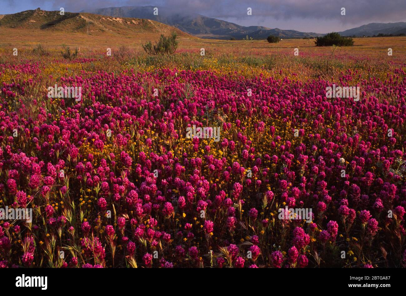 Owl clover, Hungry Valley State Recreation Area, California Stock Photo