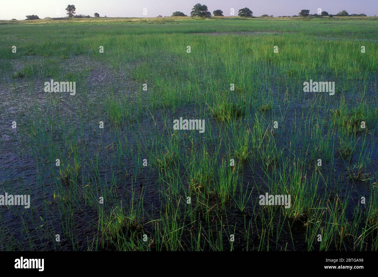 Vernal pool, Santa Rosa Plateau Ecological Preserve, California Stock Photo