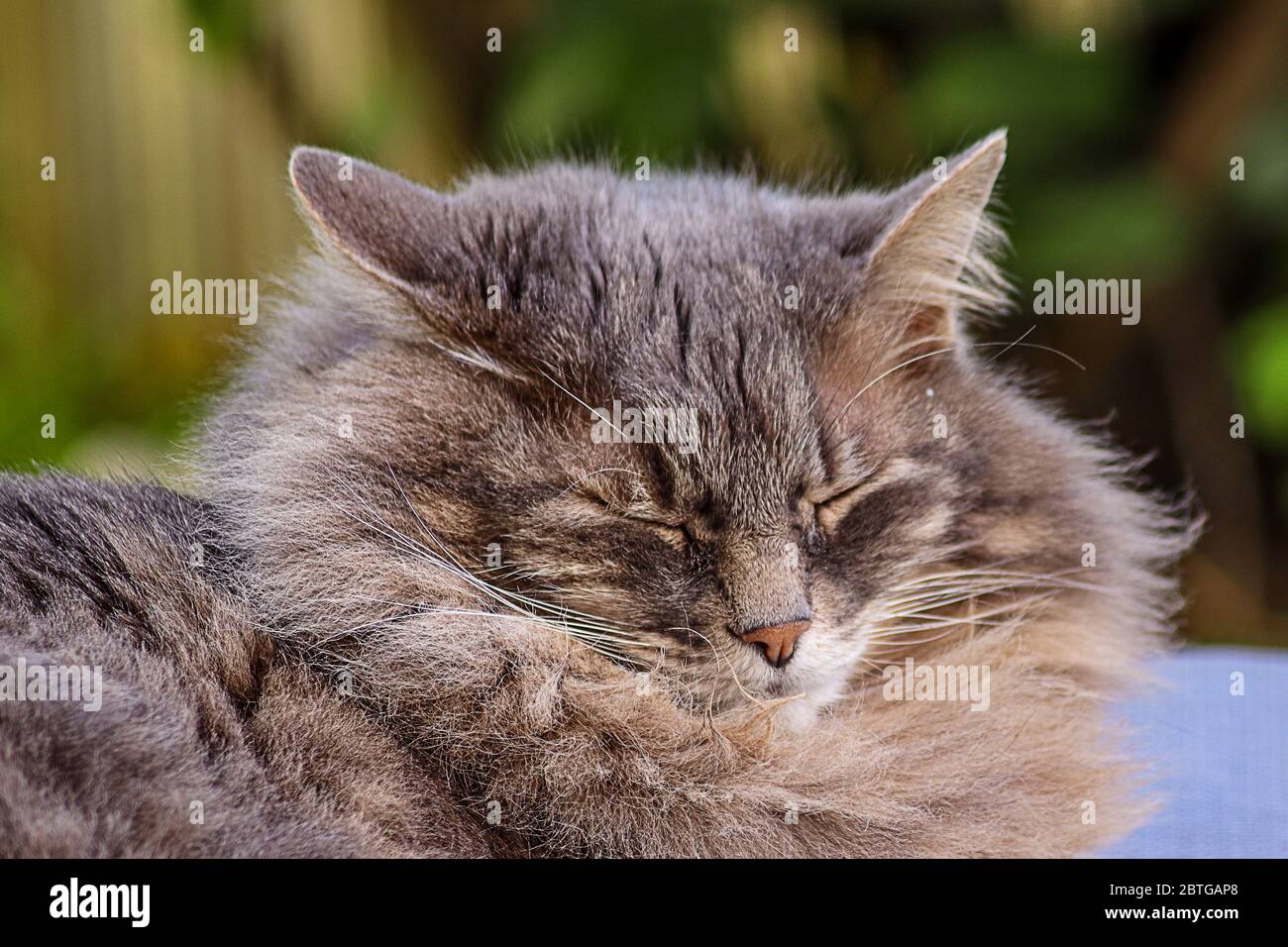 sleepy Main Cpon Cat Stock Photo