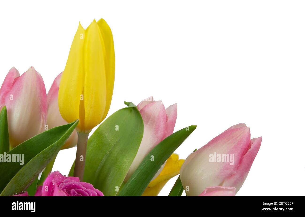 Pink and yellow Tulips isolated on a white background Stock Photo - Alamy