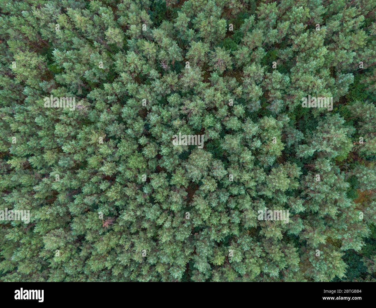 Green pine forest top down image Stock Photo