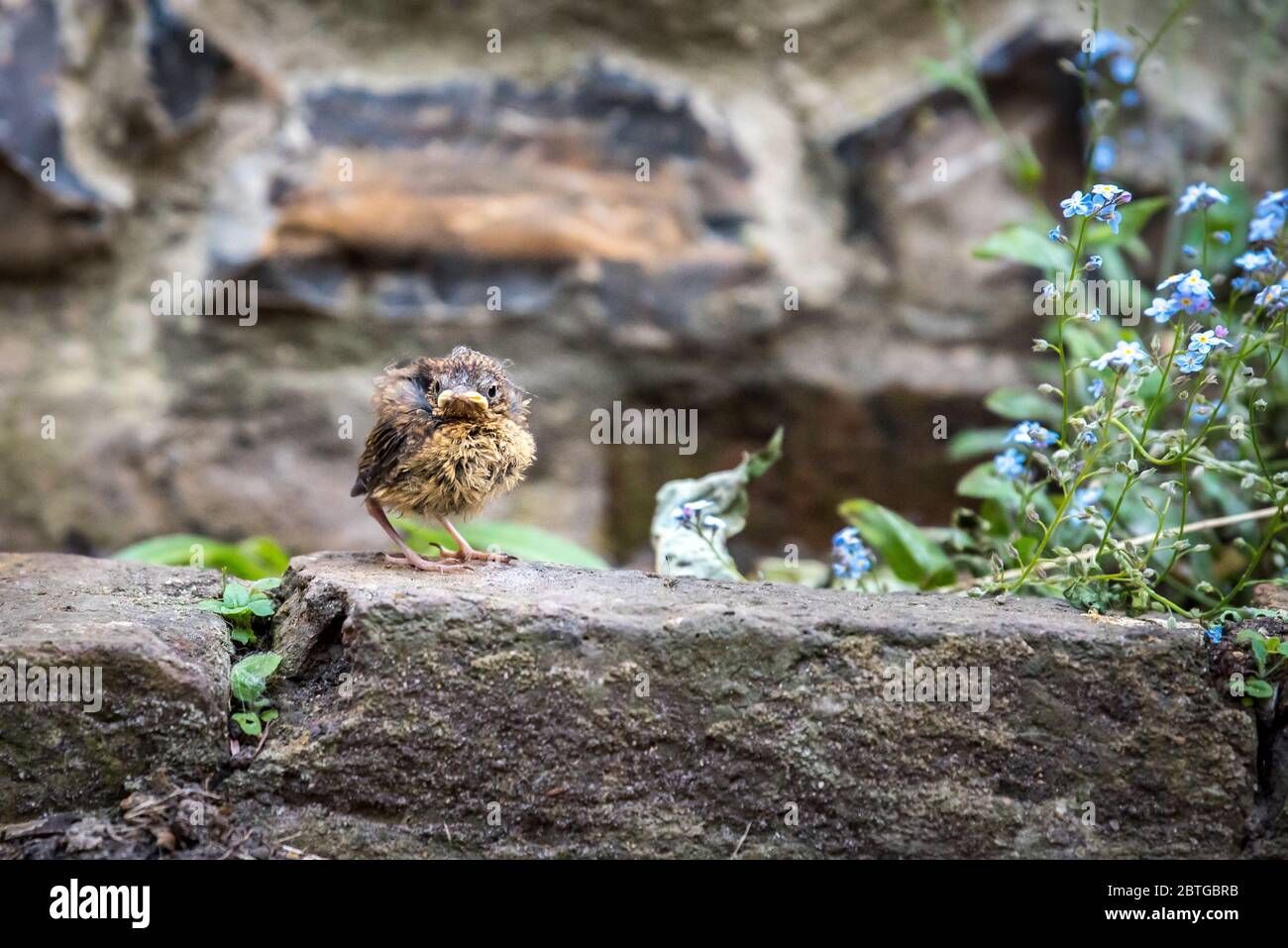 Robin fledgling being fed in a London garden. Urban wildlife in Spring. Stock Photo