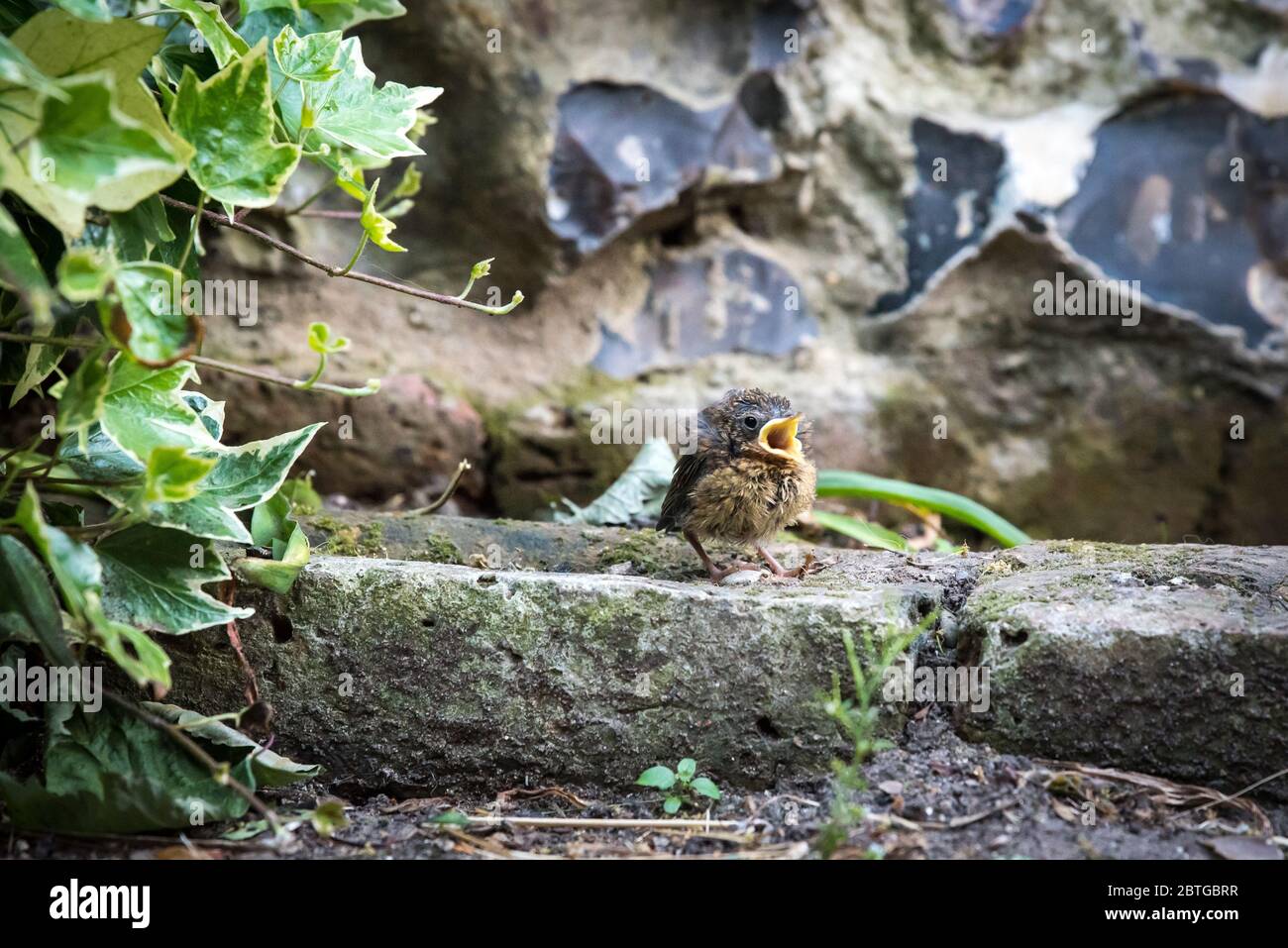 Robin fledgling being fed in a London garden. Urban wildlife in Spring. Stock Photo
