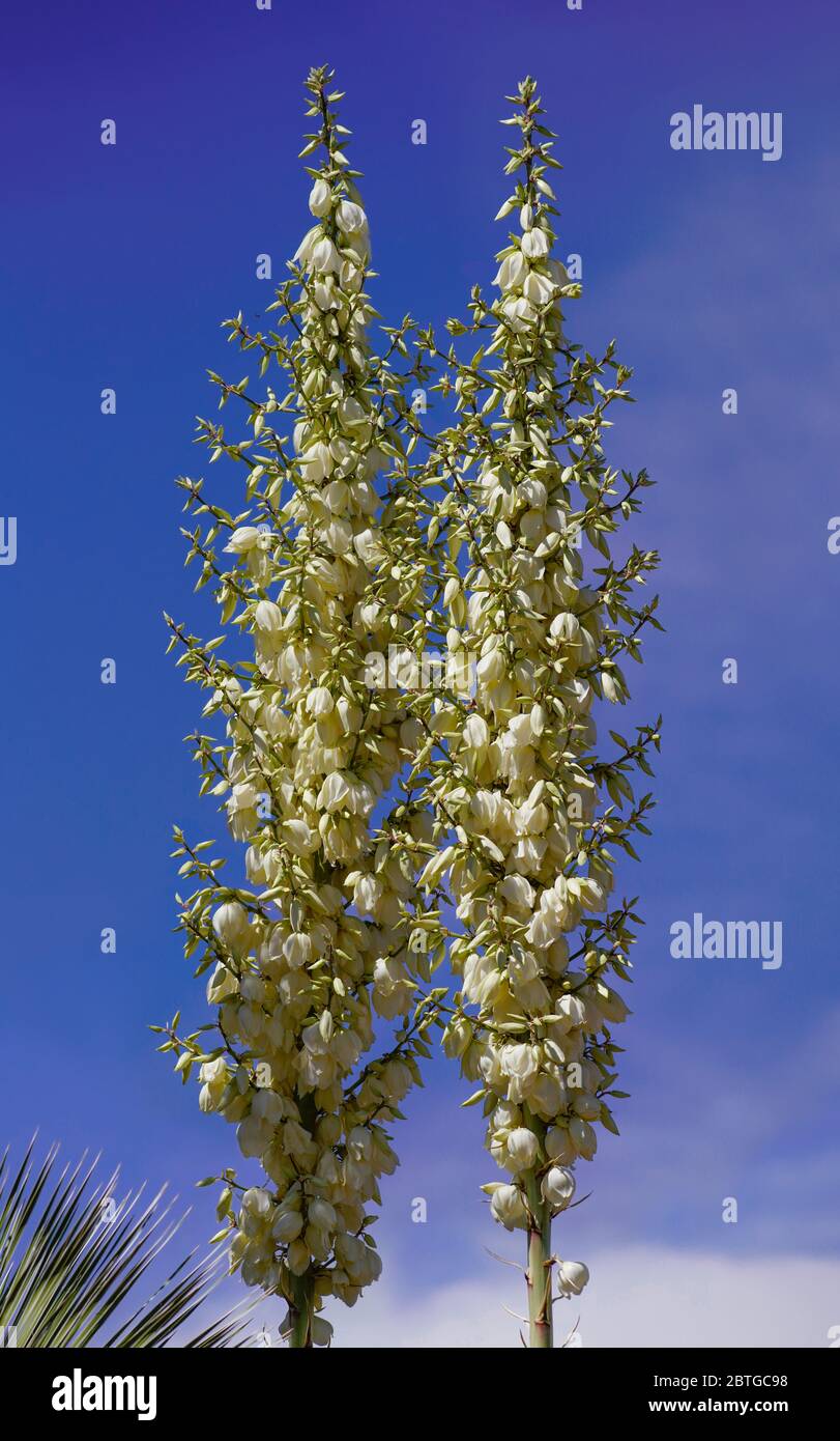 The towering flower stalks of the Thompson's Yucca reach toward the blue sky. Stock Photo