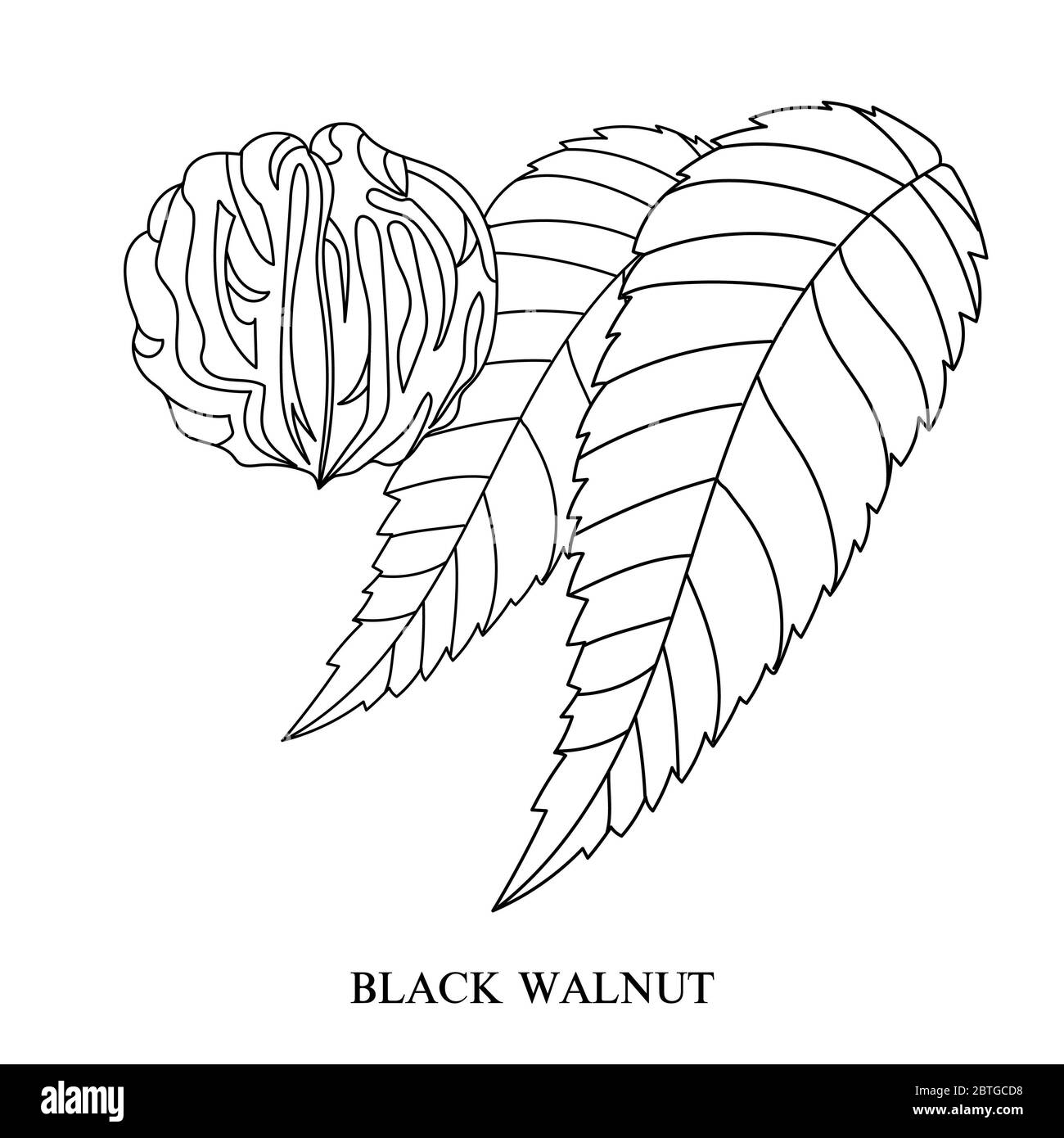 Eastern black walnut (Juglans nigra). Hand-drawn botanical vector illustration. Linear image of a nut and leaves Stock Photo
