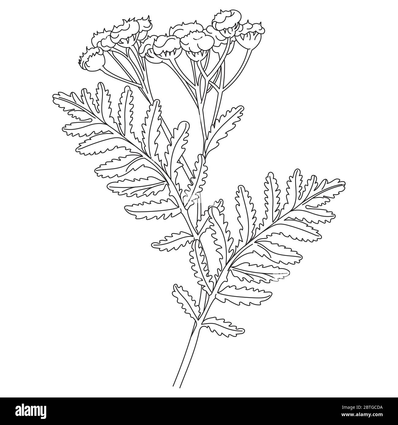 Tansy or daisy flower. Botanical illustration. Good for cosmetics, medicine, treating, aromatherapy, nursing, package design, field bouquet. Hand draw Stock Photo