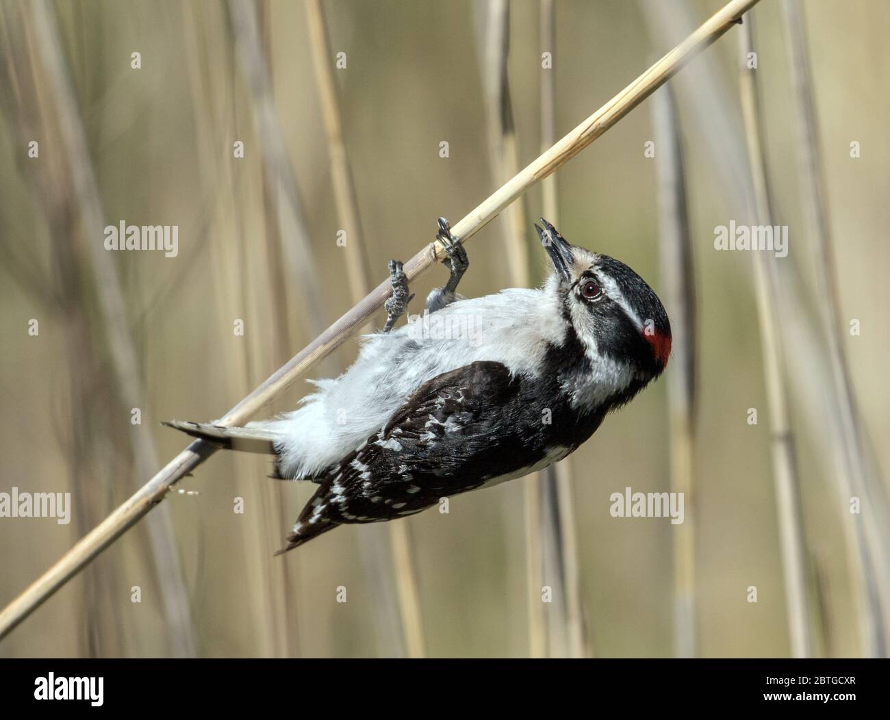 Closeup of small black,white and red North American bird, Downey Woodpecker ( Dryobates pubescens) hanging from a reed in marsh,Quebec ,Canada Stock Photo