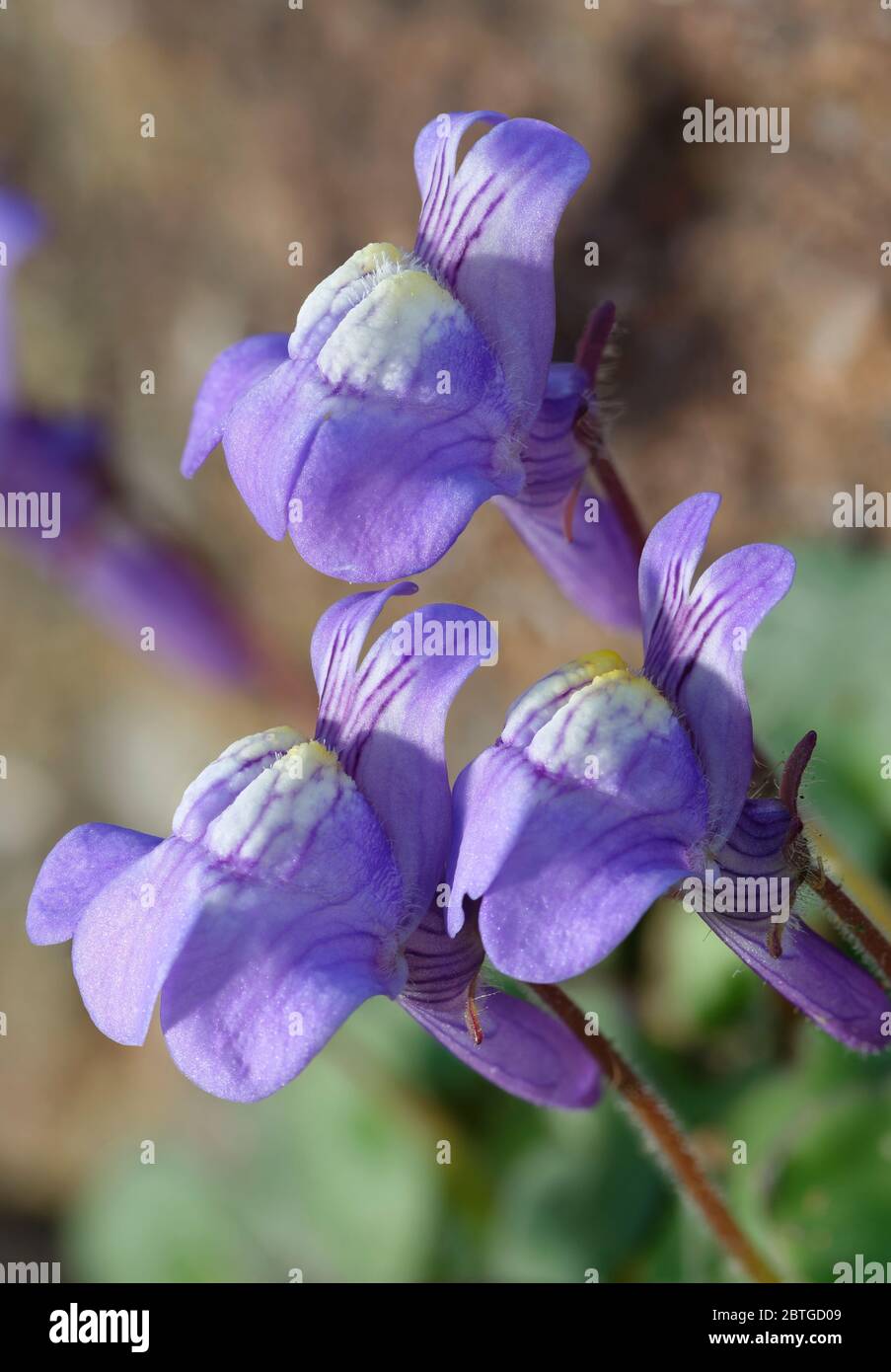 Ivy-Leaved Toadflax - Cymbalaria muralis  Closeup of three flowers Stock Photo