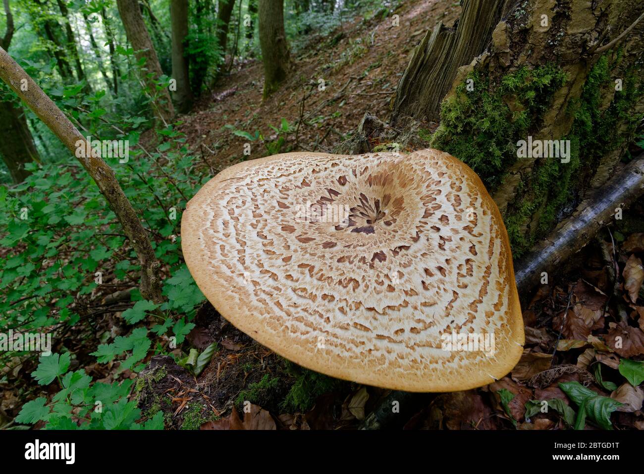 Dryad's Saddle - Polyporus squamosus  Large Bracket Fungi in steep Cotswold woodland habitat Stock Photo
