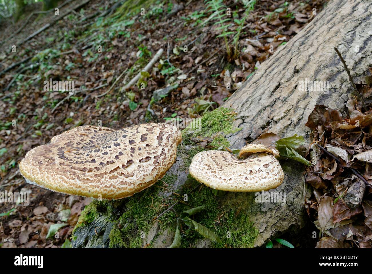 Dryad's Saddle - Polyporus squamosus  Two Large Bracket Fungi in steep Cotswold woodland habitat Stock Photo