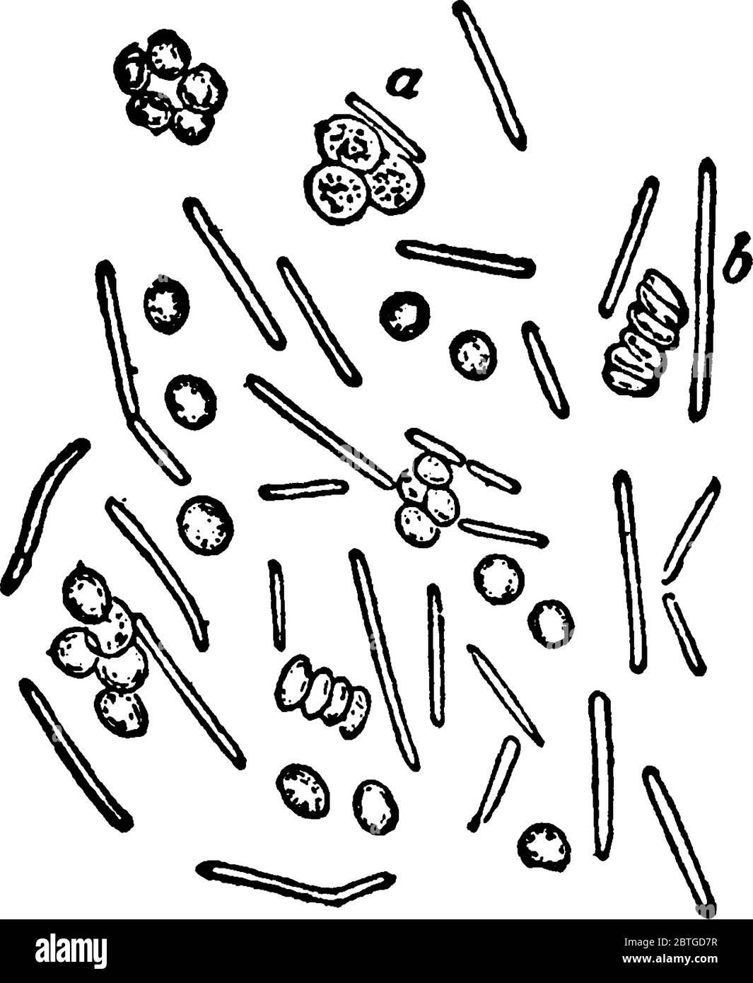 Bacilli mingles with blood-corpuscles from the blood of a guinea-pig, some of the bacilli dividing. Looks like groups of spheres and rods appearing to Stock Vector