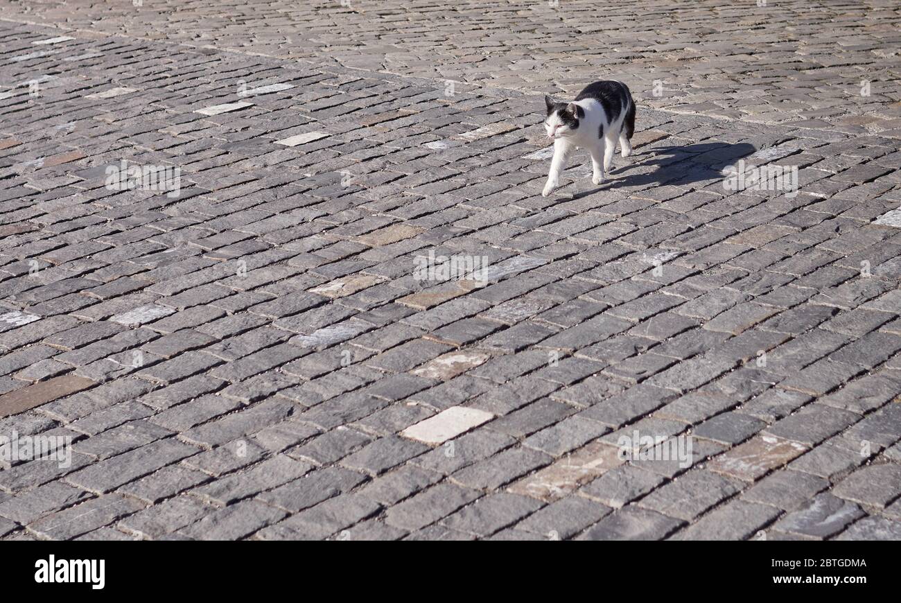 Cat walking on cobblestone street. Stock Photo