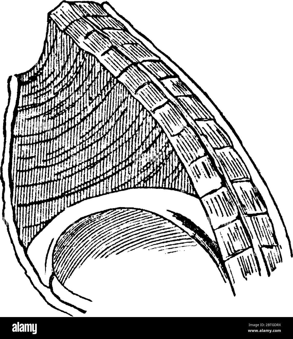 Diaphragm, designate the transverse muscle which, in man and the Mammalia generally, separates the cavity of the thorax or chest from that of the abdo Stock Vector