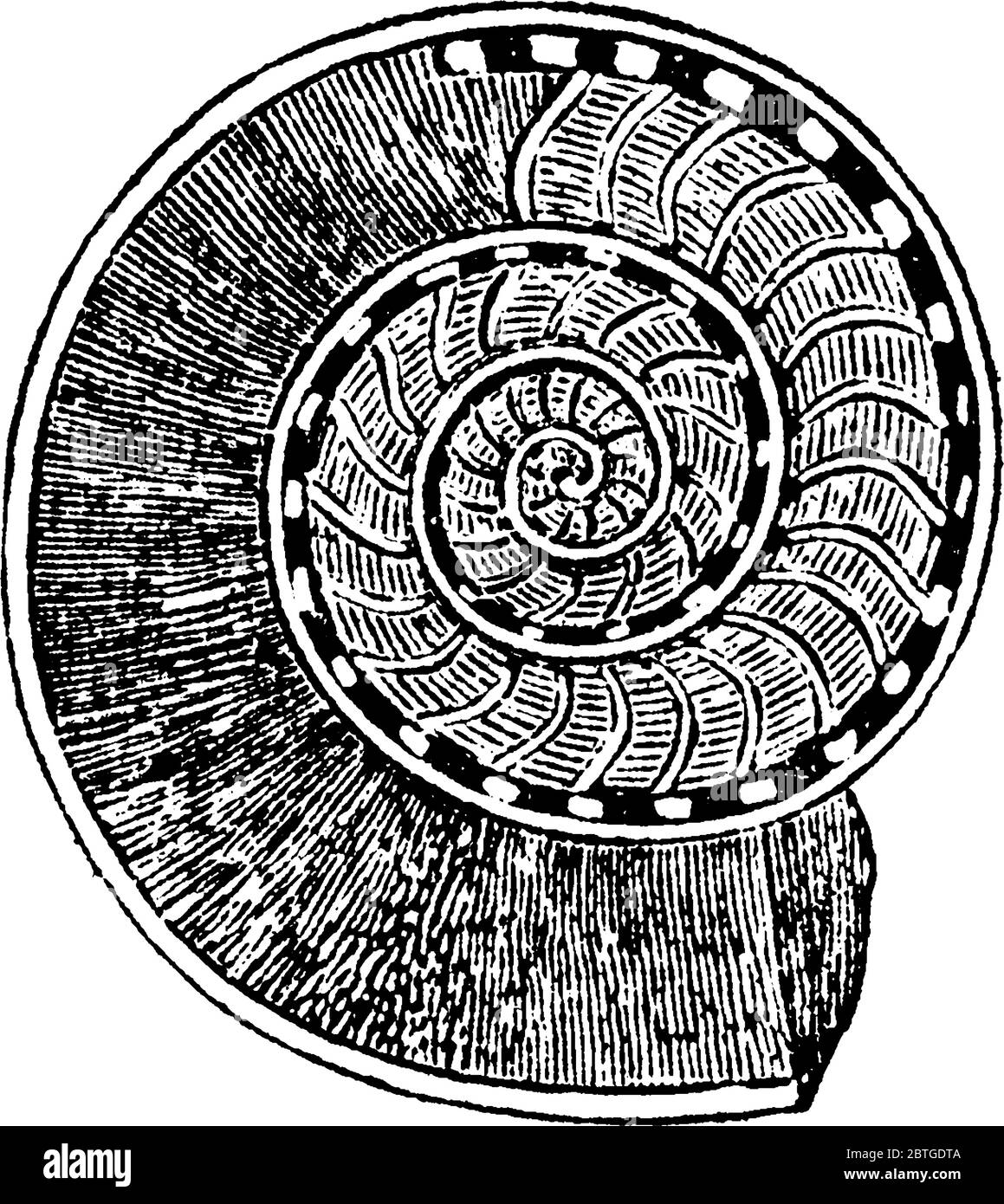 A typical representation of, 'Ammonites obtusus', showing the interior chambers and siphuncle and frilly saddles that appear might be due to the incre Stock Vector