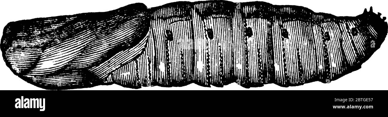 Large moths Black and White Stock Photos & Images - Alamy