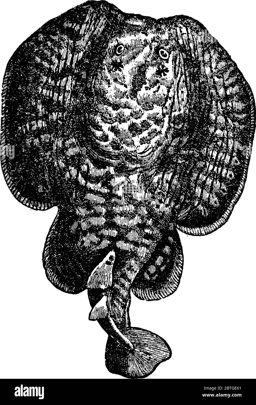 Electric ray defense Stock Vector Images - Alamy