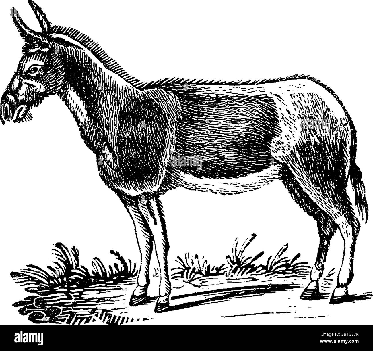 A typical representaion of a donkey, used as a working animal to carry