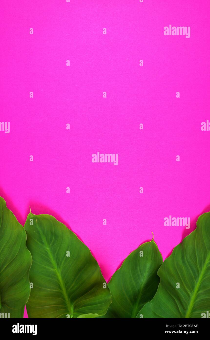 Colorful summer flat lay with tropical leaves on bright pink background ...