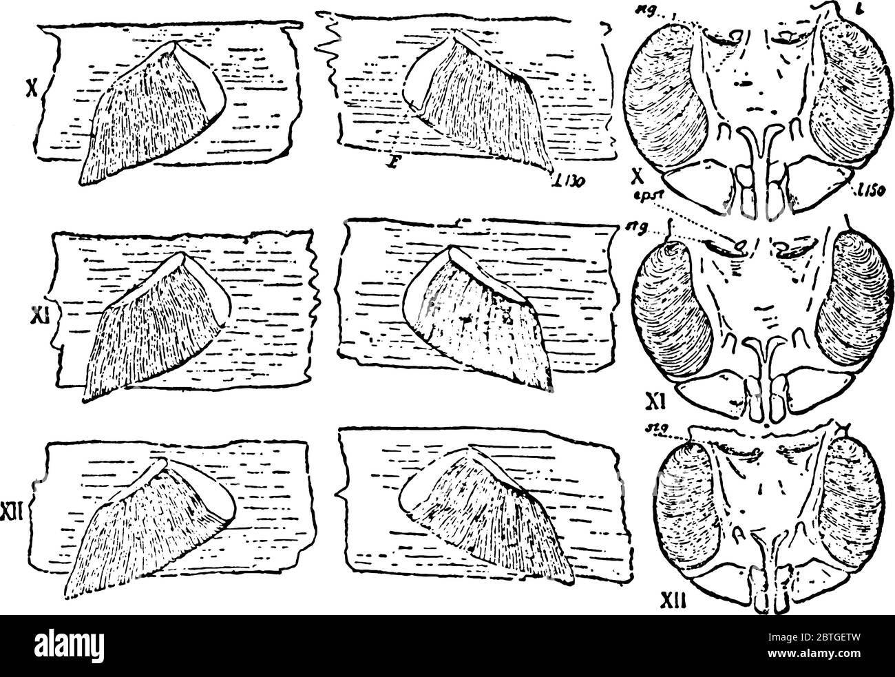 Shows the remaining three pairs of mesosomatic appendages of Scorpio and Limulus, l130: shows that there are 130 lamellae in the scorpion's lung-book; Stock Vector