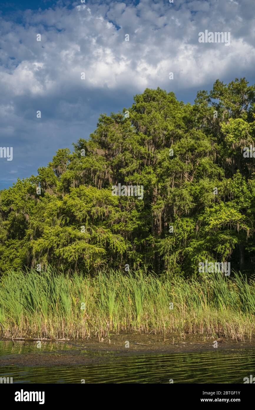 Along the popular and scenic Rainbow River in Dunnellon, Florida Stock Photo