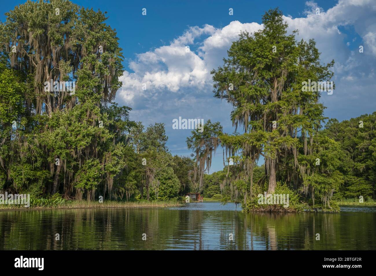 Cypress trees draped in Spanish moss along the scenicspring fed Rainbow River. Dunnellon, Florida Stock Photo