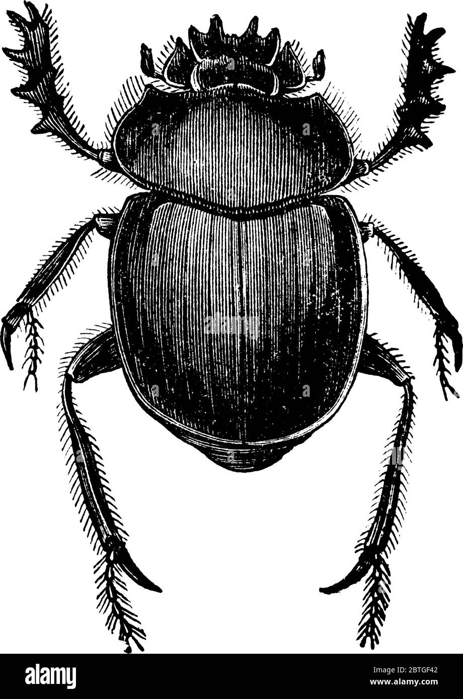 A typical representation of the dung beetle, an insect in the Scarabaeidae family. This insect was a sacred icon to the Egyptians, vintage line drawin Stock Vector
