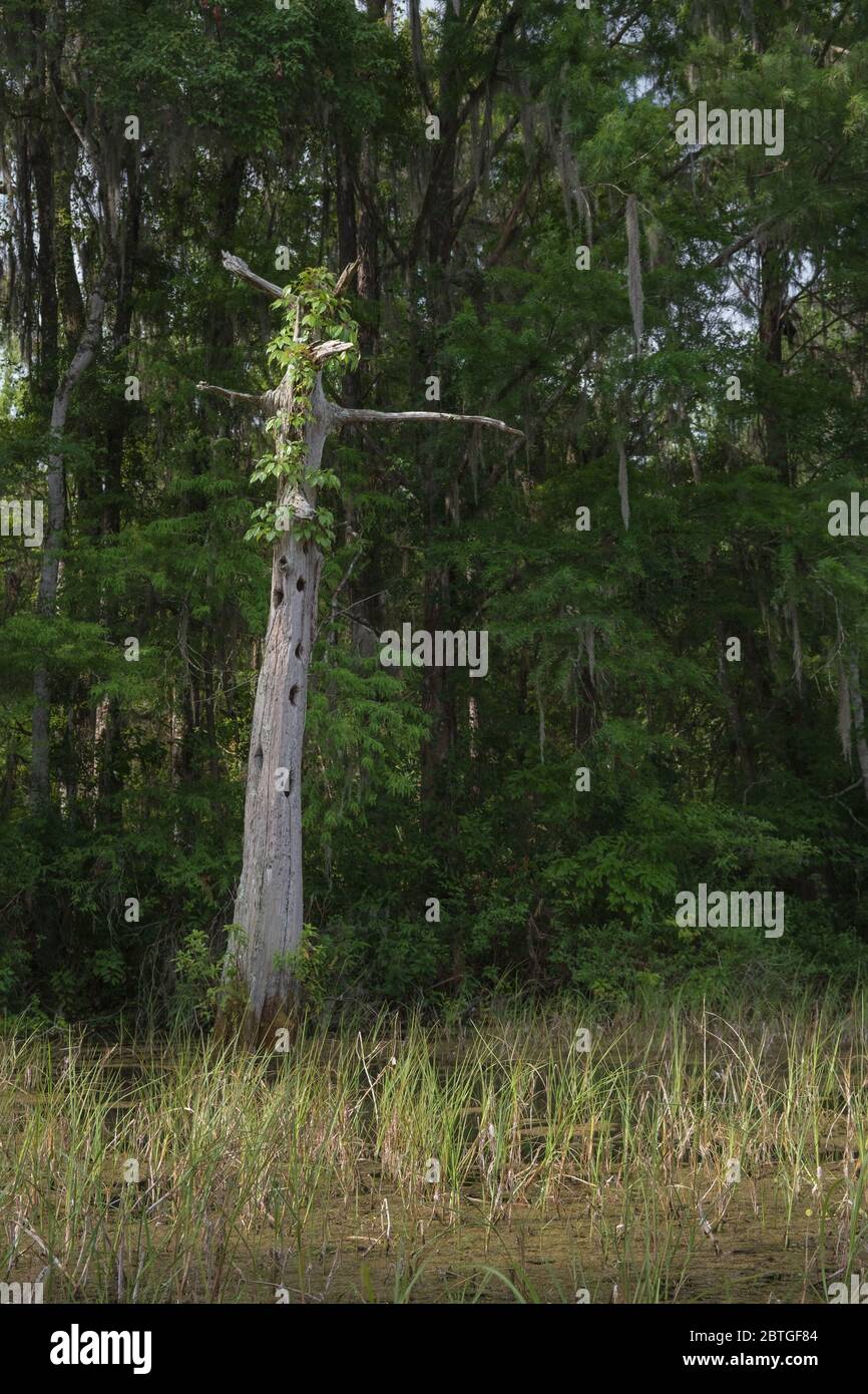 Snag. Dead tree along the Rainbow River in Dunnellon, Florida. Stock Photo