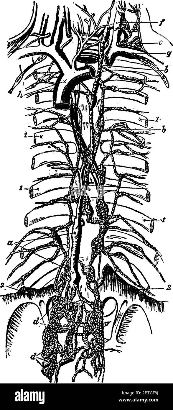 A typical representation of the lymphatic vessels, the thoracic duct at the centre, lies upon the spinal column, at the sides of the portions of the r Stock Vector