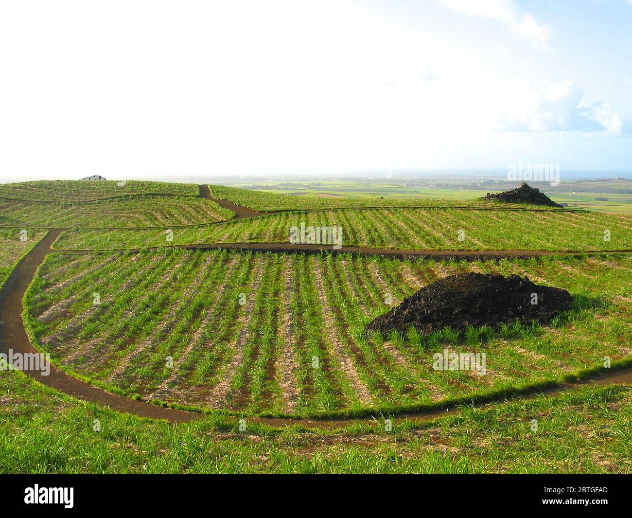 Sugar cane plantation with stone pyramids, Mauritius Island, Mauritius and Rodrigues, Indian Ocean. Stock Photo