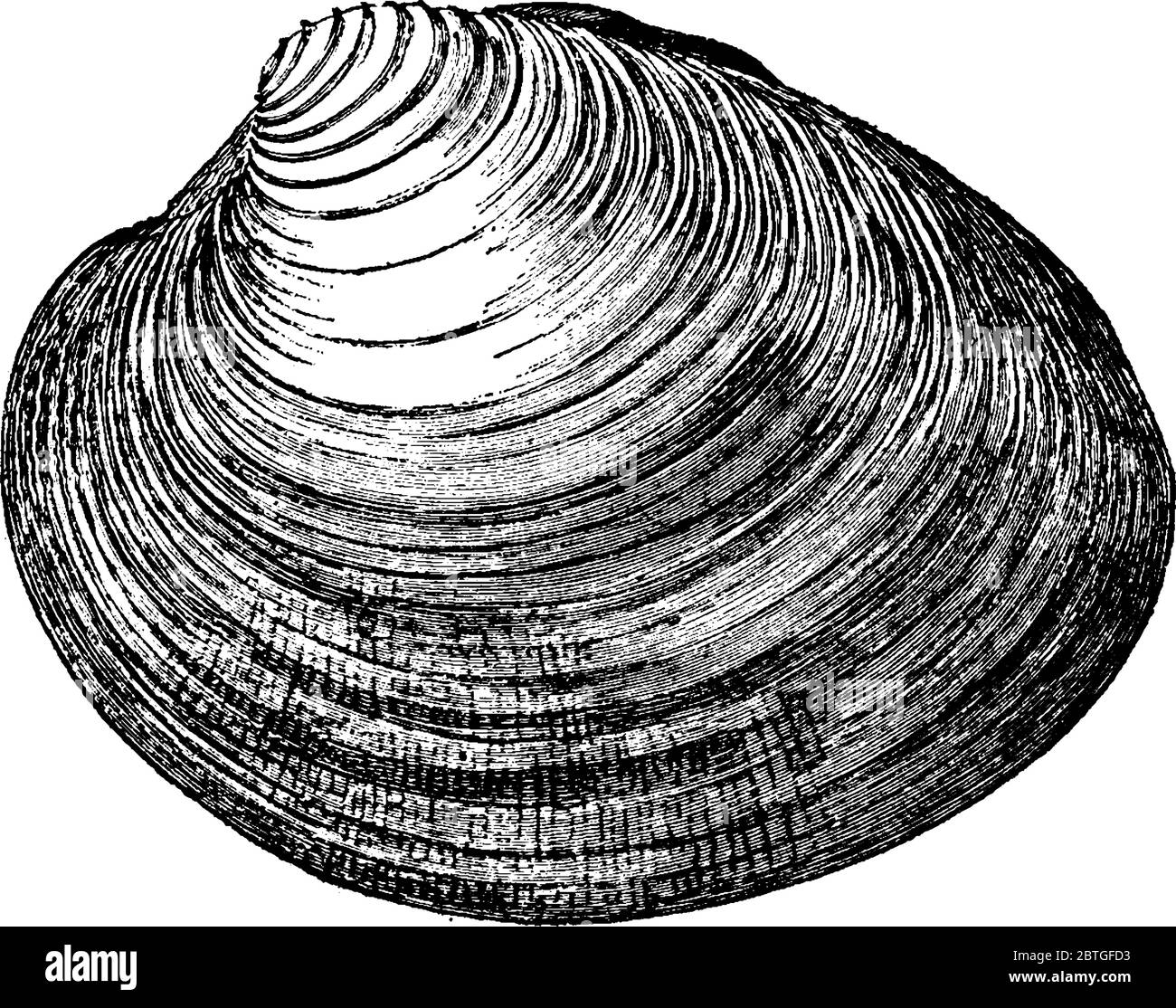 Venus mercenaria, the common quahaug or salt-water clam, about three fourths natural size, vintage line drawing or engraving illustration. Stock Vector