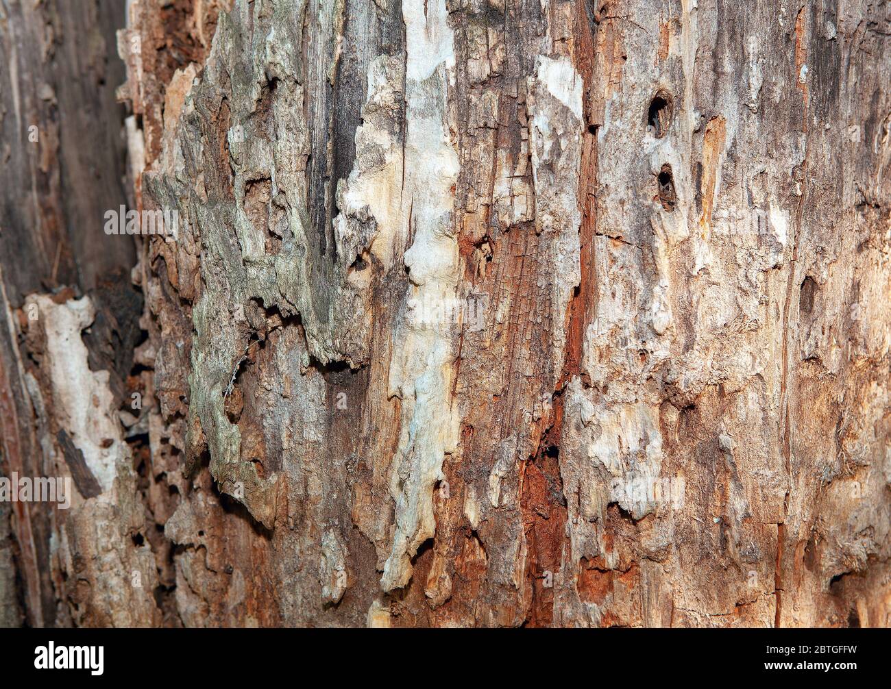 details of natural rotten wood Stock Photo Alamy