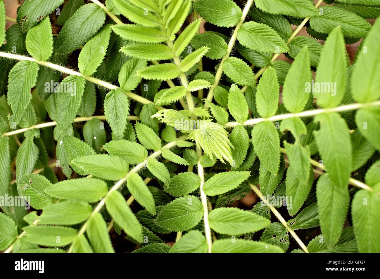Radial symmetry graphic hi-res stock photography and images - Alamy