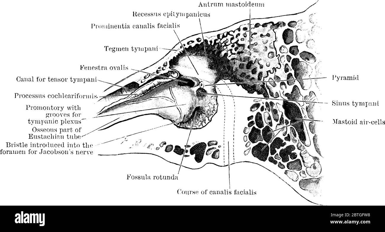 The section through the left temporal bone, showing inner wall of tympanic cavity, with its parts labeled, vintage line drawing or engraving illustrat Stock Vector